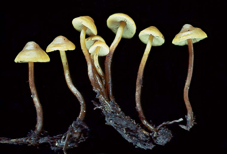 Stagnicola perplexa